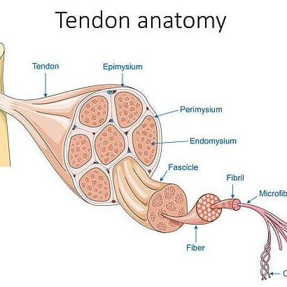 Achilles Tendonitis |  An Ultimate Guide for Runners