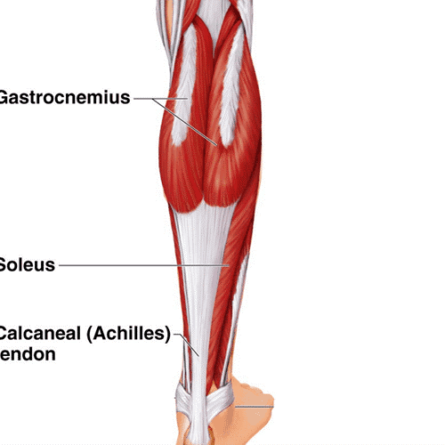 Structure of the calf for calf heart attack physio article
